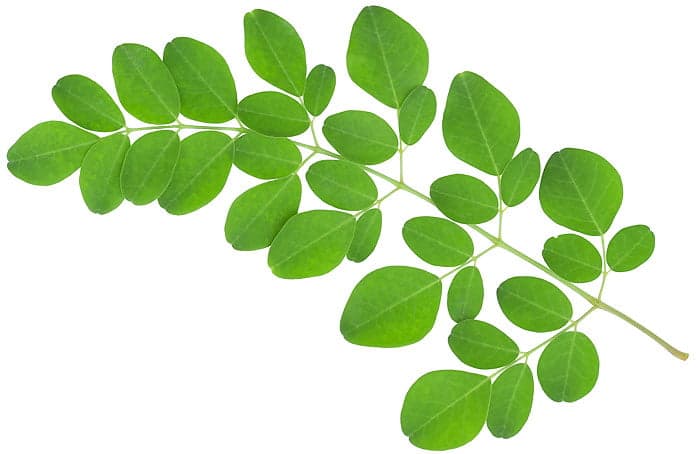 moringa benefits and properties
