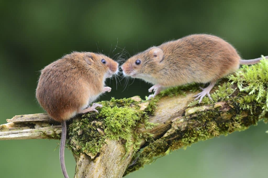 Les souris utilisent des tonalités plus élevées lorsqu'elles communiquent avec le sexe opposé
