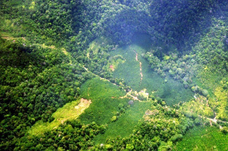 Costa Rica besteuert Fossilien, um die Wälder zu vergrößern