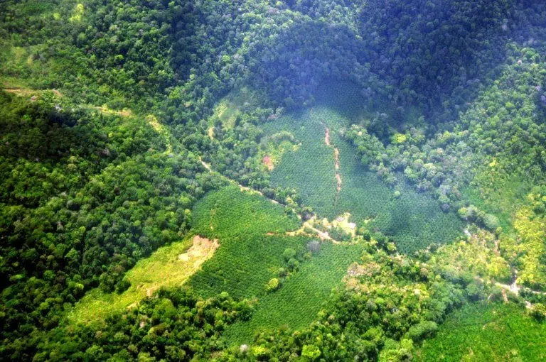 Costa Rica tassa le fossili per aumentare le foreste