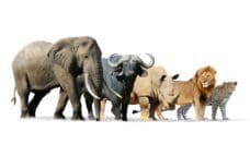 ネアンデルタール人 ホモ・ネアンデルターレンシスは、20万年前に生息していた人類属の種でした。