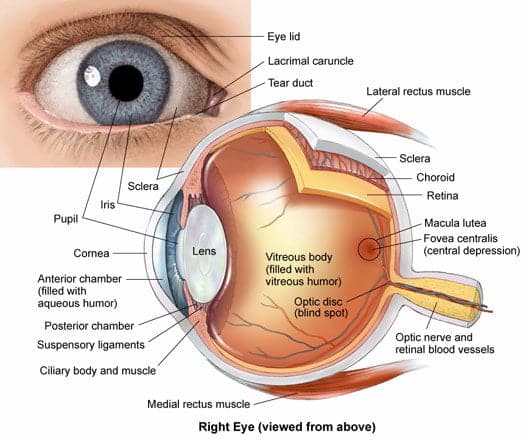 Trapianto di cornea