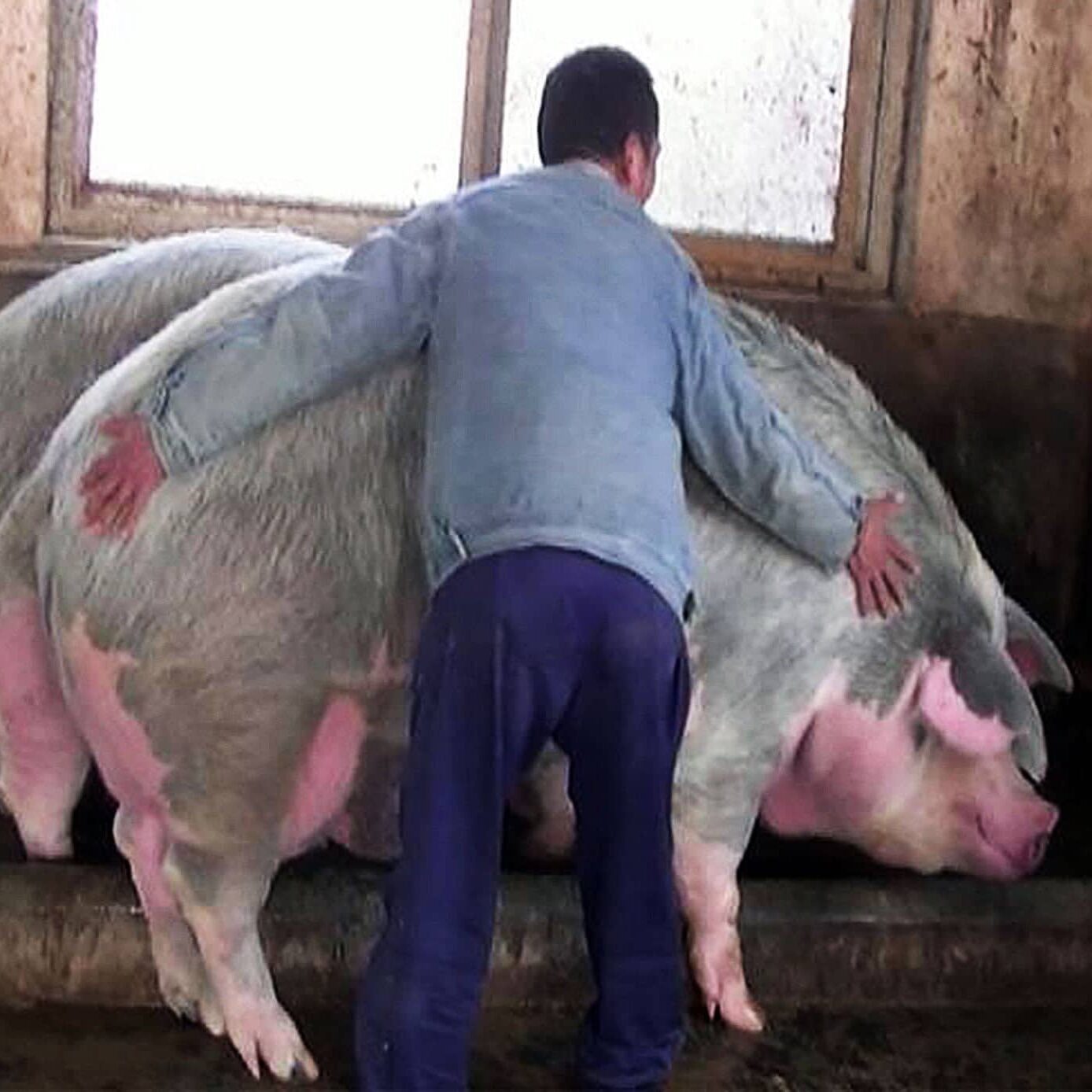 Decreased reserves, in China they breed giant pigs like polar bears