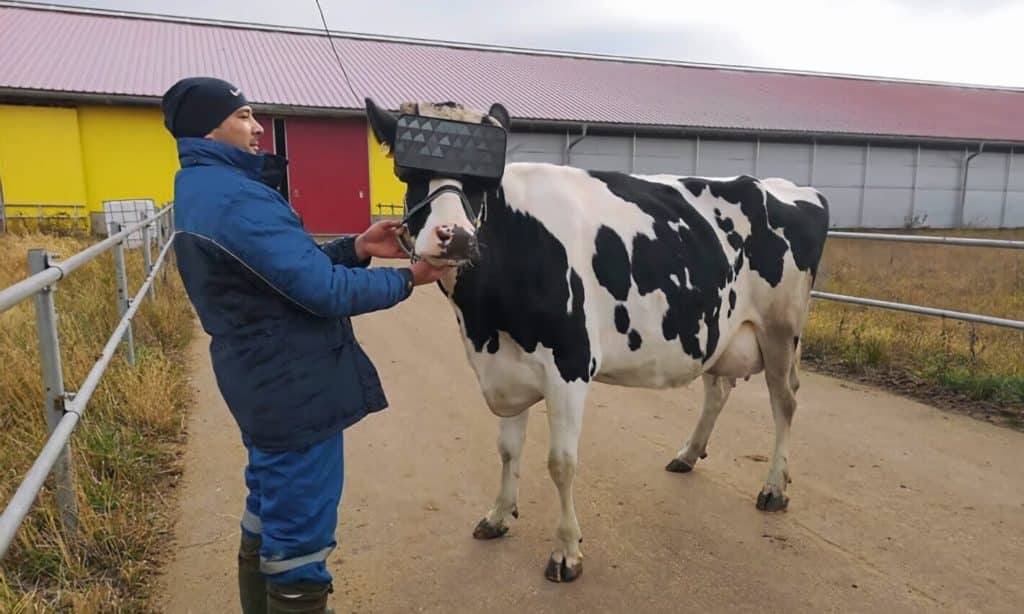 Vache VR avec casque VR