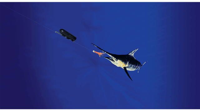 futuro para comprar - gofishcam