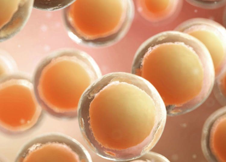 7. フェヌグリークのサプリメントを摂取する