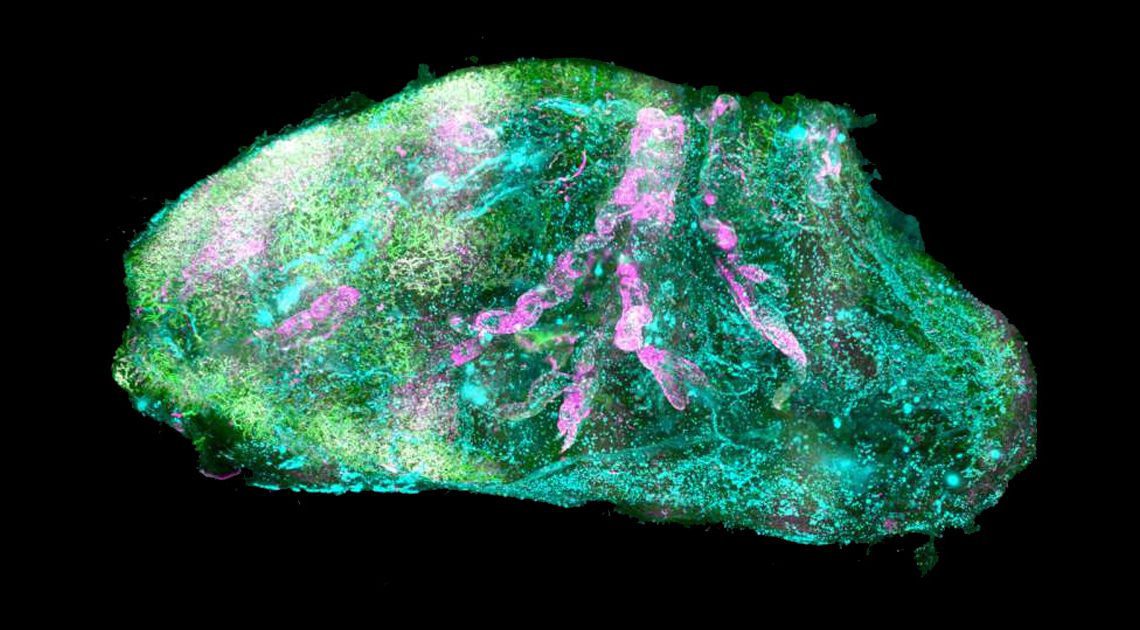 日本の科学者がほぼ透明なマウスを作成