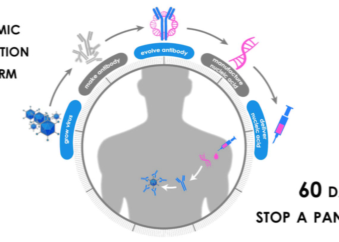 コロナウイルス:ブラジルの主なウイルス株は3種類
