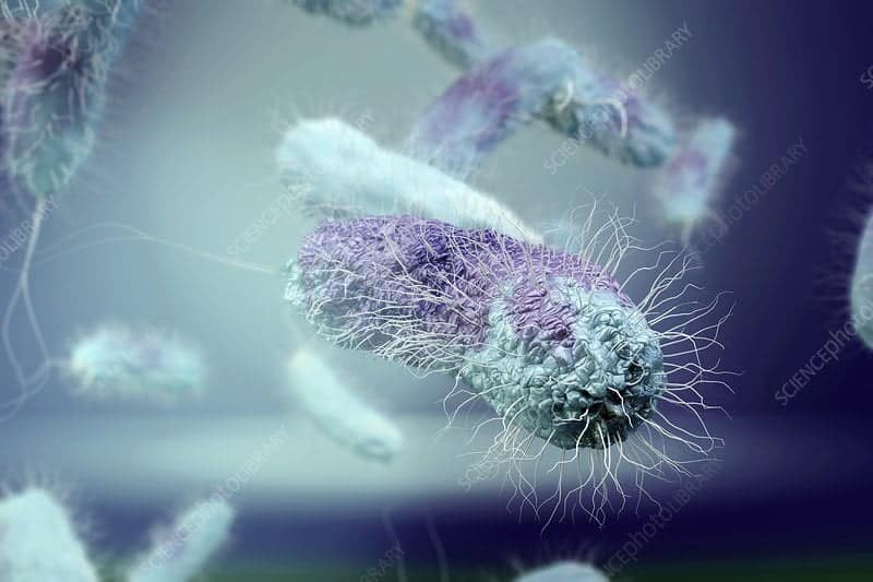 bacterias exoelectrogénicas