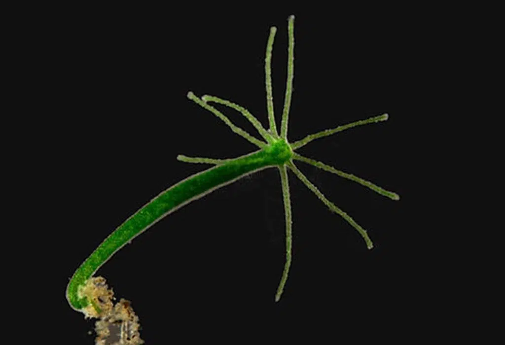 Hydra kann für immer leben