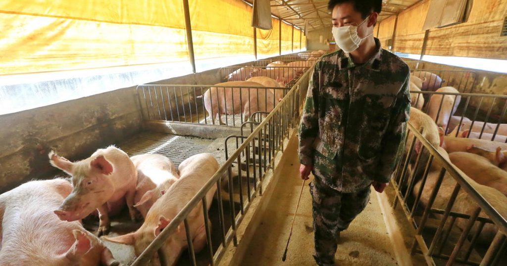 china swine pig farm 1202227428