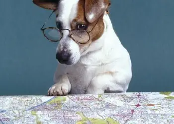 Dog reading Map
