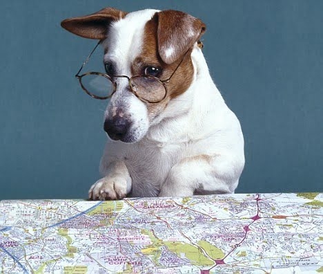 Карта для чтения собак