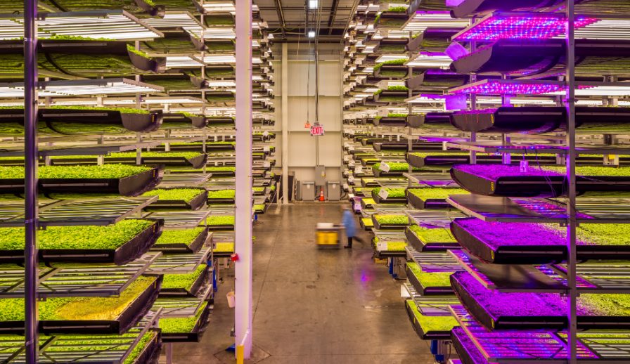 Aerofarms, vertical farms against food inequality