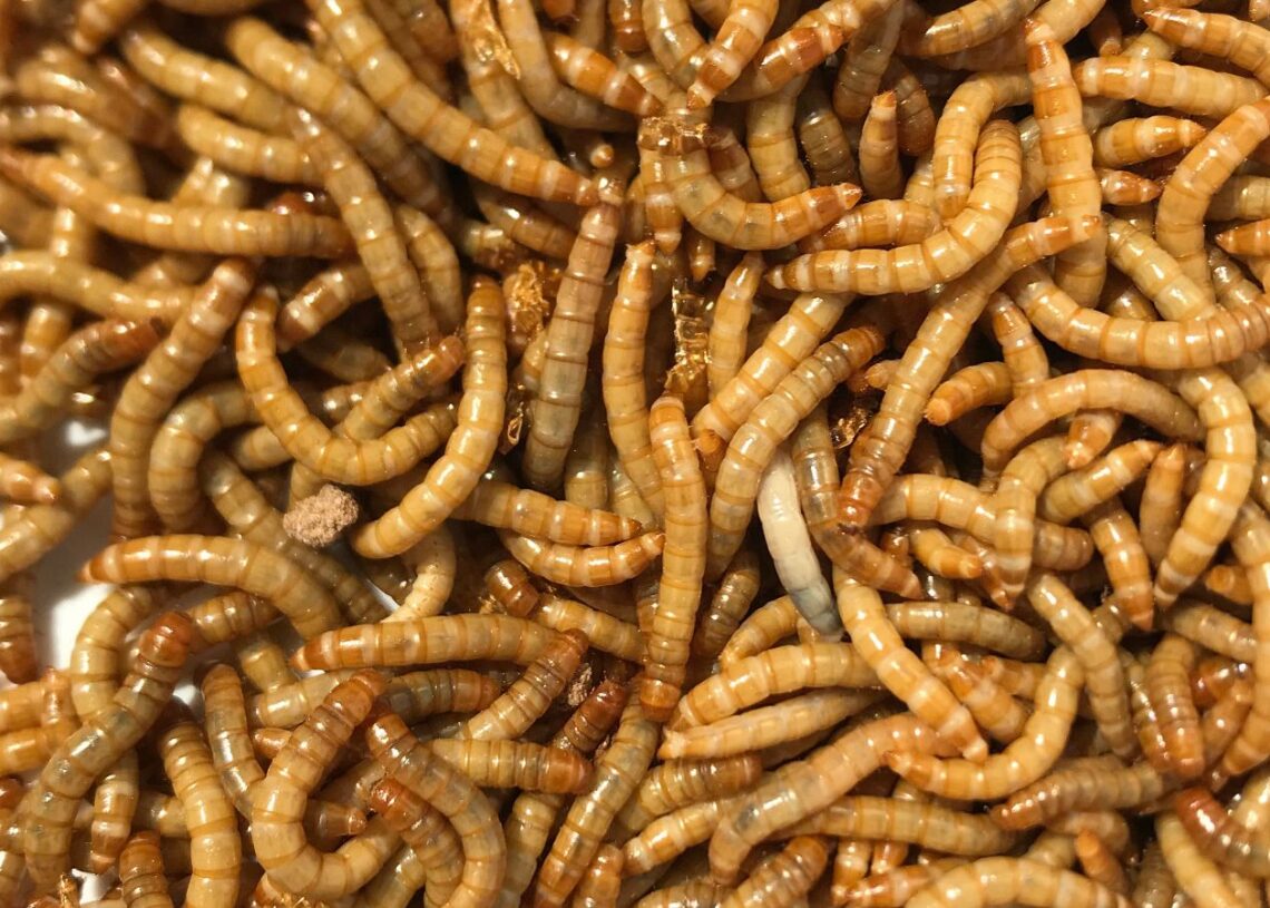 未来のマクドナルド