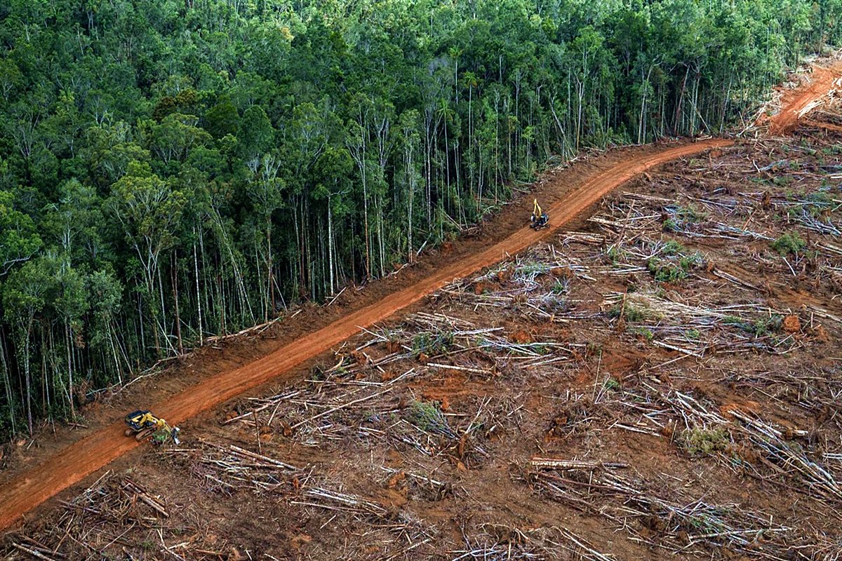 Abholzung des Amazonas