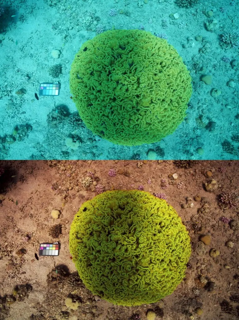 Sea-thru, algoritmo che rimuove l'acqua dalle foto subacquee 
