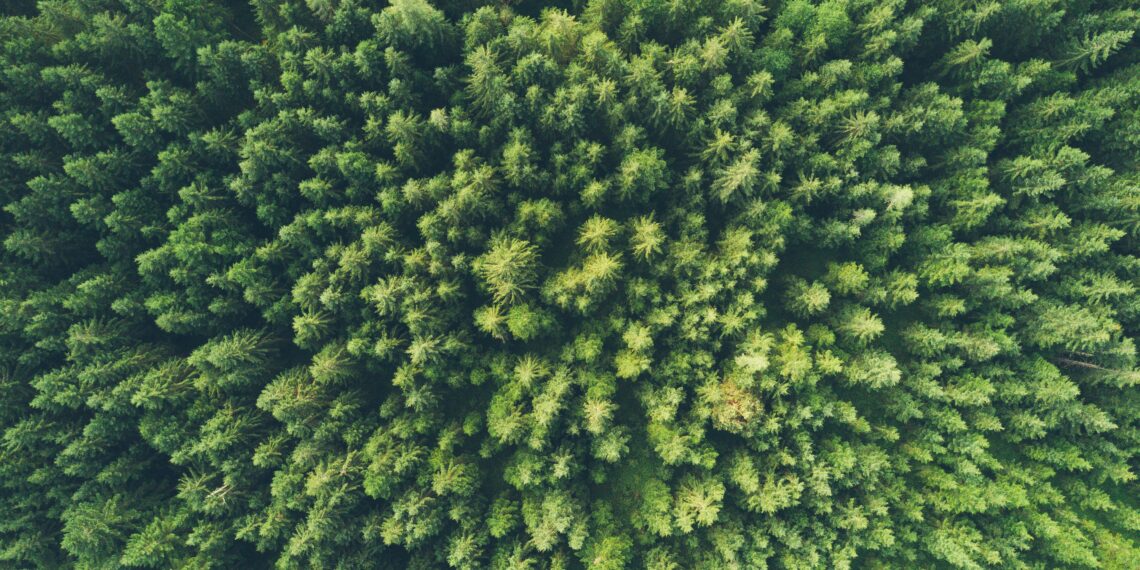 Vue à vol d'oiseau photographie d'un arbres verts