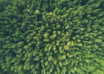 Vue à vol d'oiseau photographie d'un arbres verts