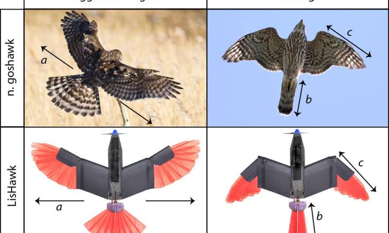 Dron de aves