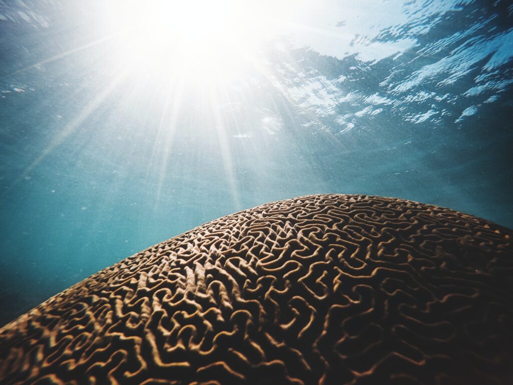 коричневый коралл под водой с солнечными прожилками на фотографии крупным планом