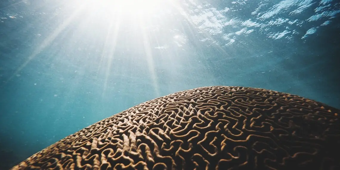 coral marrom sob a massa de água com raios de sol na fotografia close