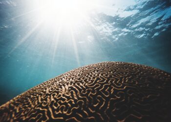 braune Koralle unter dem Gewässer mit Sonnenstreifen in der Nahaufnahmefotografie