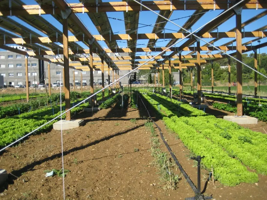 Agrivoltaico, agricoltura e fotovoltaico 