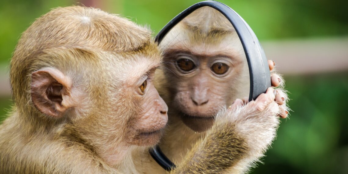 Affe, der Spiegel betrachtet