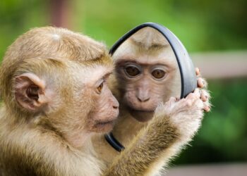 monkey looking at mirror