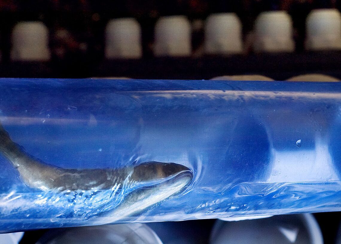 コフィンバエ:人間の死体の中で繁殖するために最大2メートルも掘る種