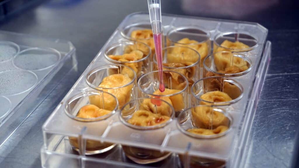 cultured meat