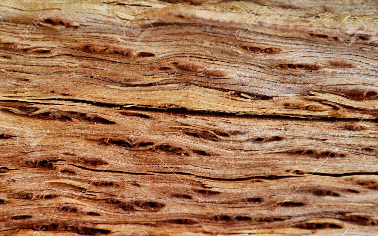 23692203 纹理木材树皮以奇怪的角度美丽
