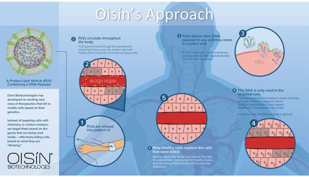 Terapia rigenerante Oisín longevità 