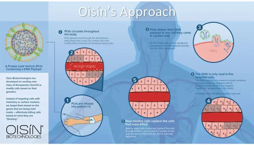 Terapia rigenerante Oisín longevità