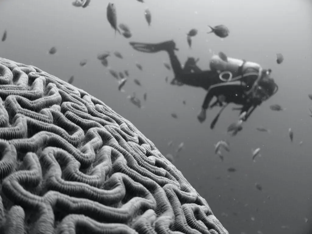Nectome para preservar el cerebro humano para poder digitalizarlo en el futuro