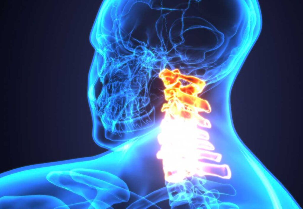 Spinal cord