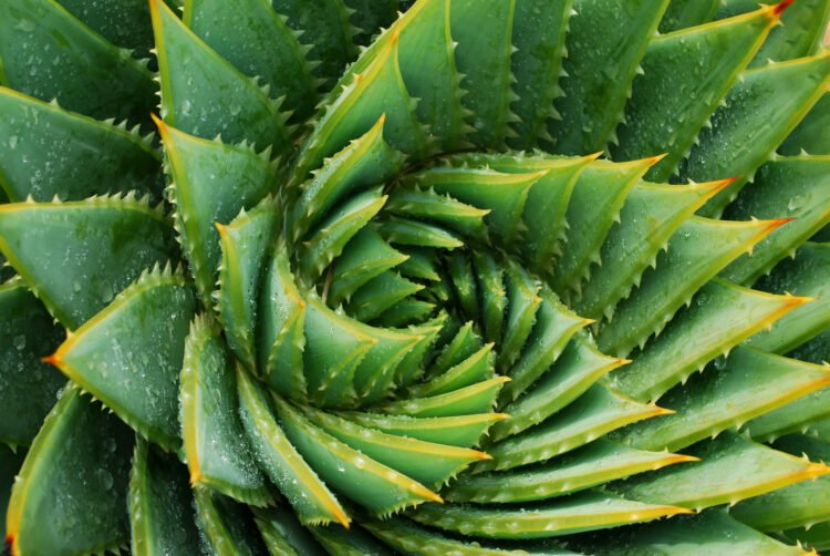 Detail of the centre of a green succulent plant. The genus of this succulent is Aloe Polyphylla.