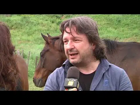 Research on horses