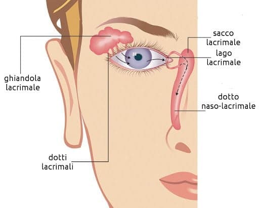 For crying out loud: Dutch scientists grow human tear glands