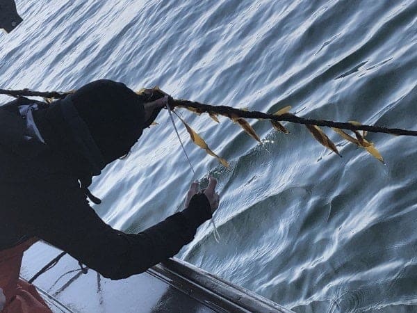 морские водоросли