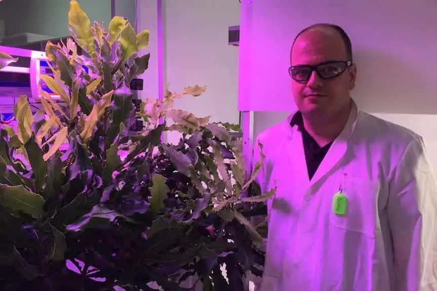 Agromining, estrarre metallo dalle piante