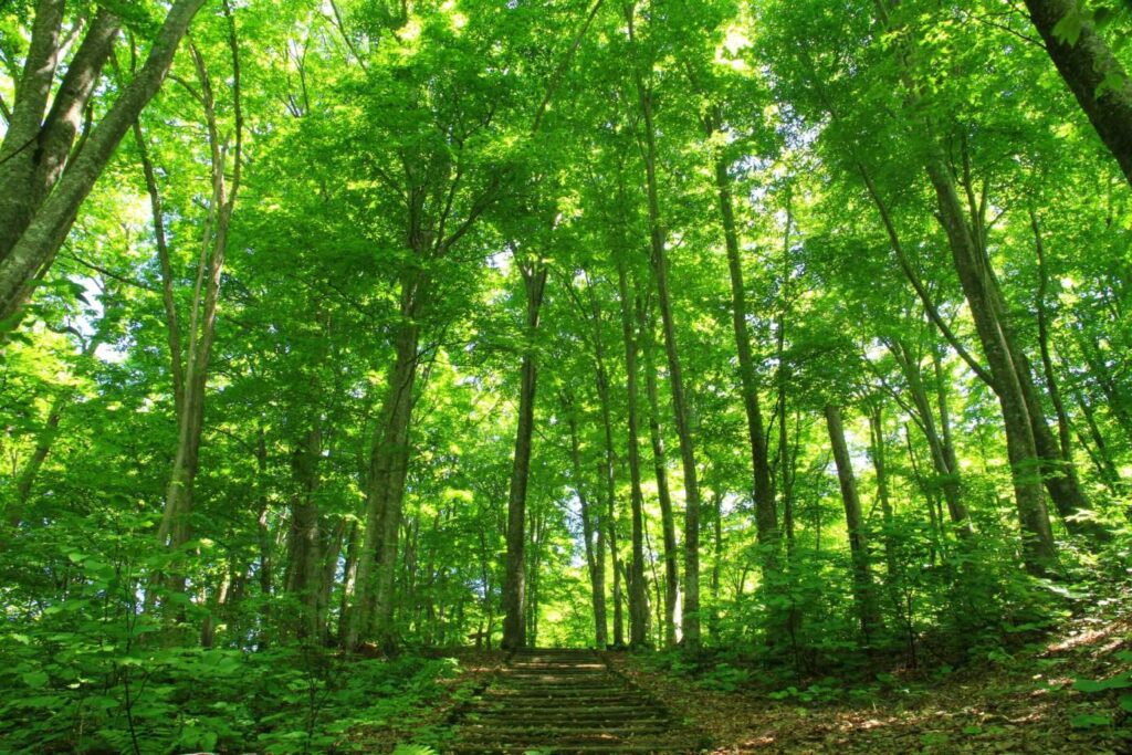 世界遺産白神山地1