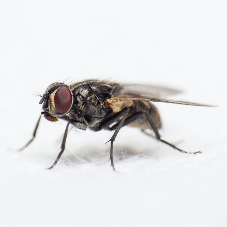 close-up photography of black common housefly