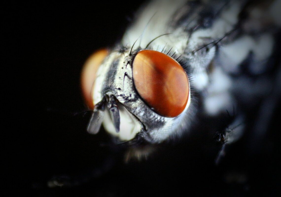 魚への好奇心 - 彼らは生態系エンジニアです