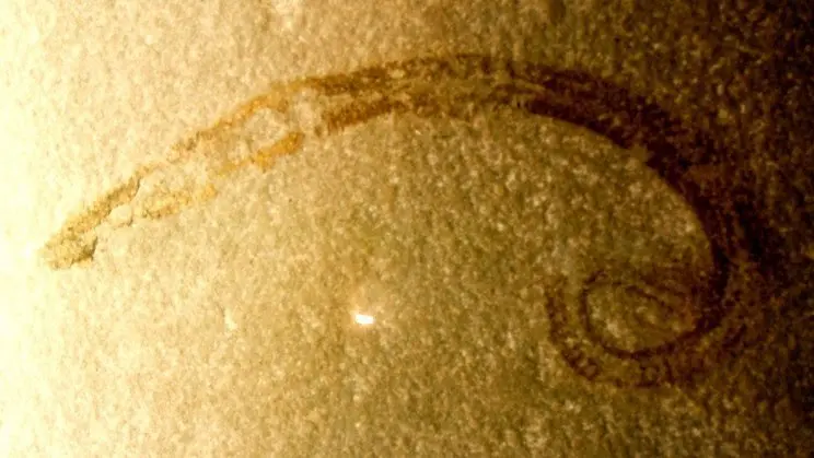 russia nematode resize md