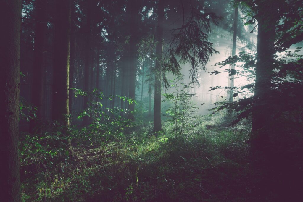 arbres sur la forêt avec des rayons de soleil