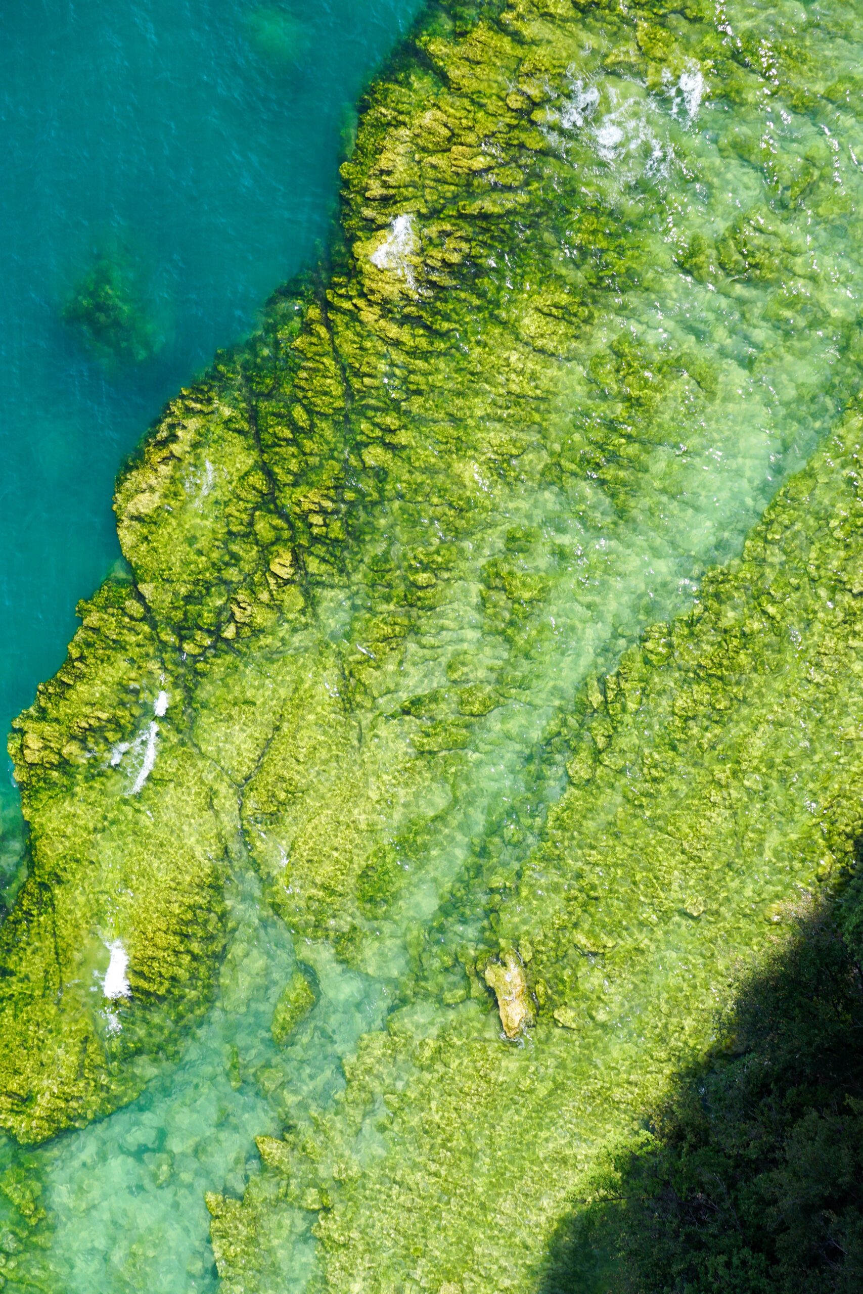 морские водоросли