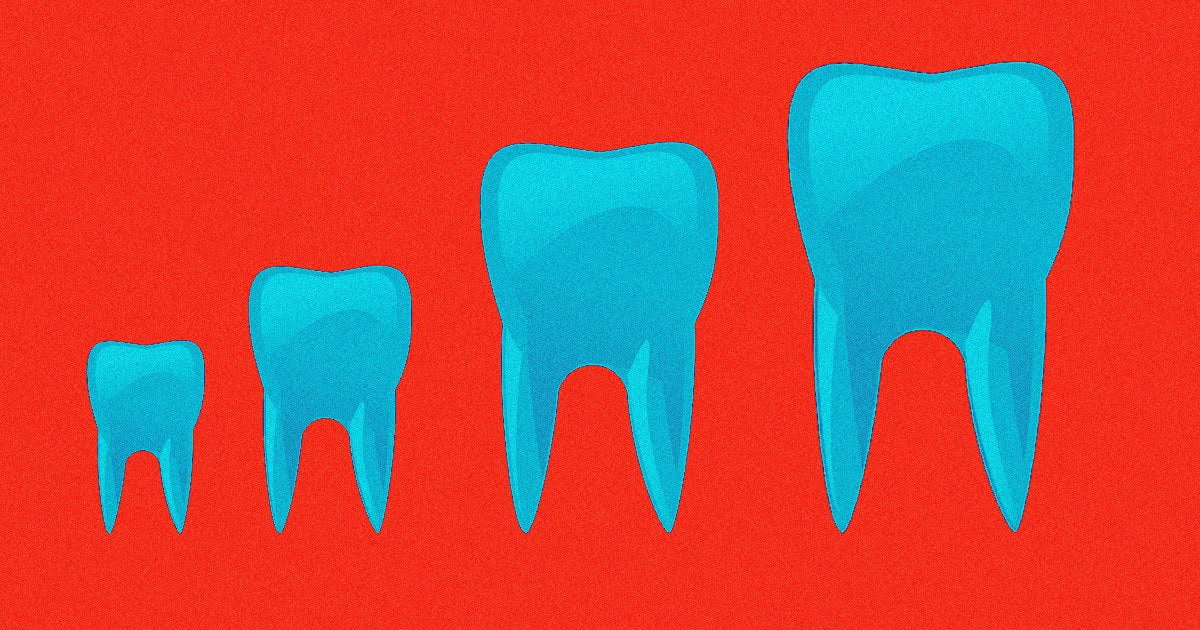 El tratamiento hace que los dientes vuelvan a crecer.