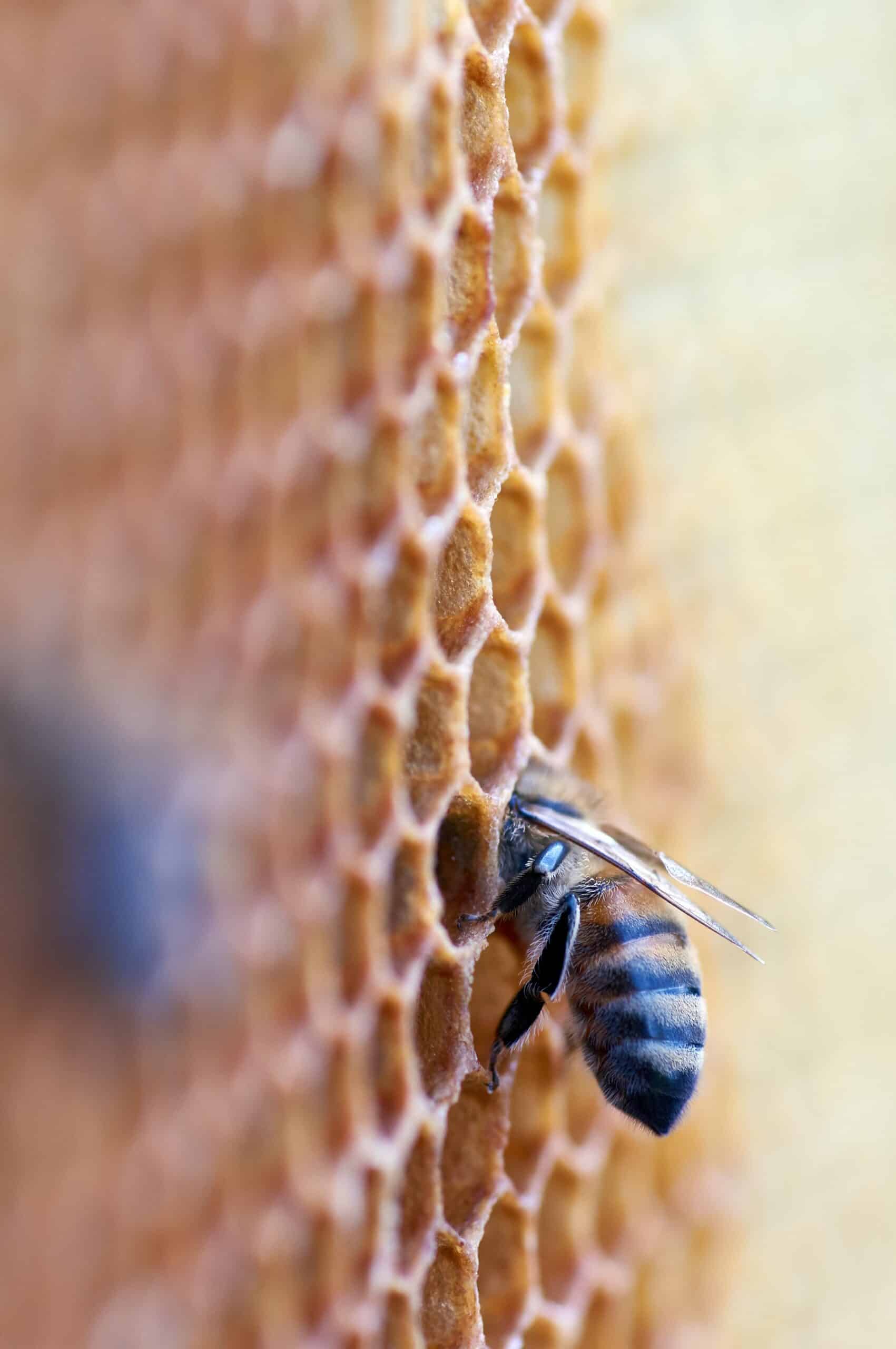 gli effetti dei test nucleari sono ancora in natura, e forse influenzano il declino attuale delle api